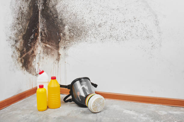 Certified Mold Removal in Roseburg, OR