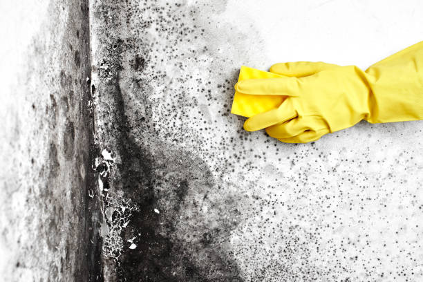 Best Residential Mold Removal  in Roseburg, OR