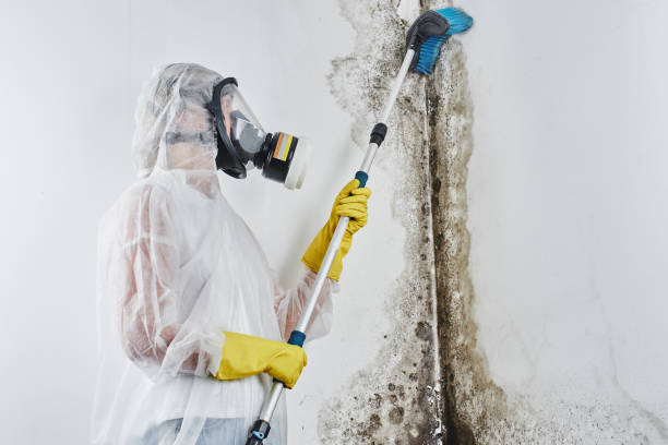 Mold Removal Process in Roseburg, OR