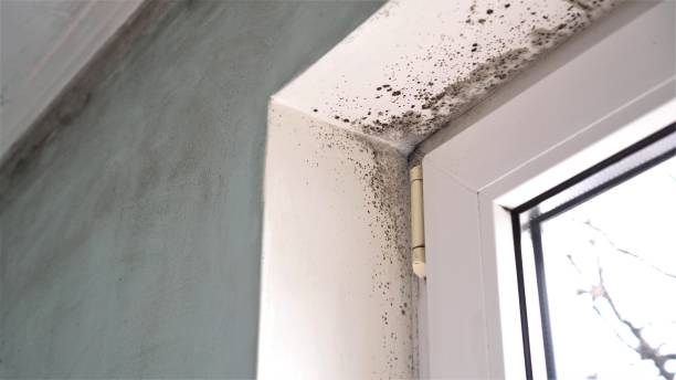 Best Mold Testing  in Roseburg, OR