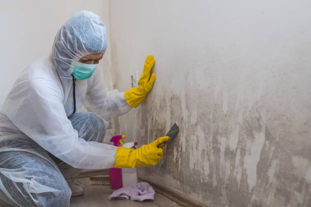 Best Mold Testing  in Roseburg, OR