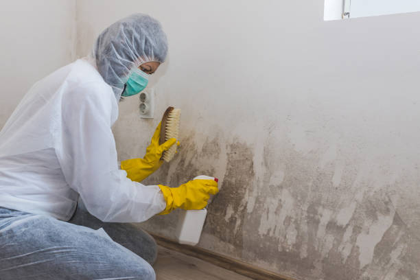 Office Mold Removal Services in Roseburg, OR