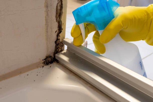 Reliable Roseburg, OR Mold Removal Solutions