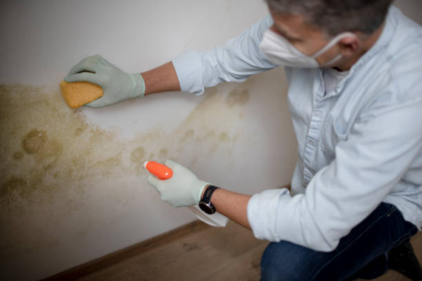 Best Mold Testing  in Roseburg, OR