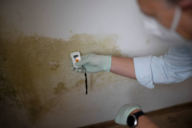 Best Professional Mold Removal  in Roseburg, OR