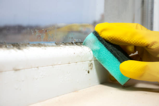 Best Local Mold Removal Service  in Roseburg, OR