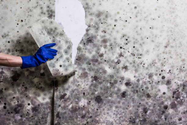Best Best Mold Removal Companies  in Roseburg, OR