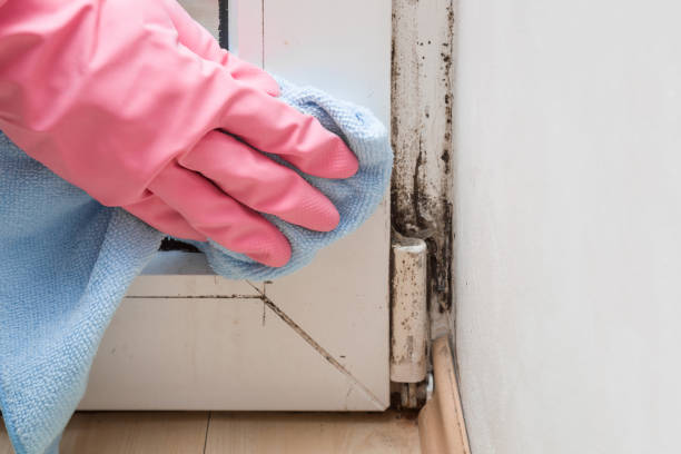 Best Black Mold Removal  in Roseburg, OR
