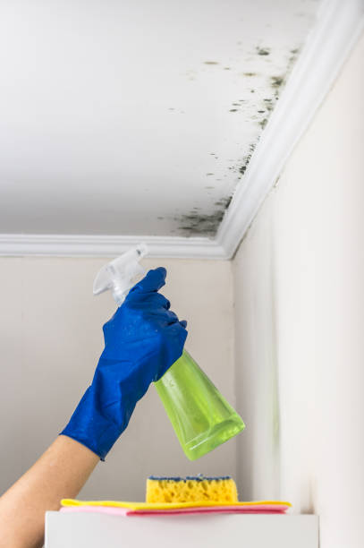 Best Affordable Mold Removal  in Roseburg, OR