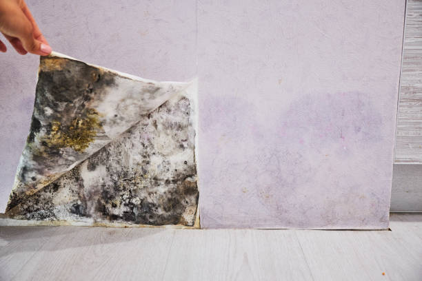 Best Toxic Mold Removal  in Roseburg, OR